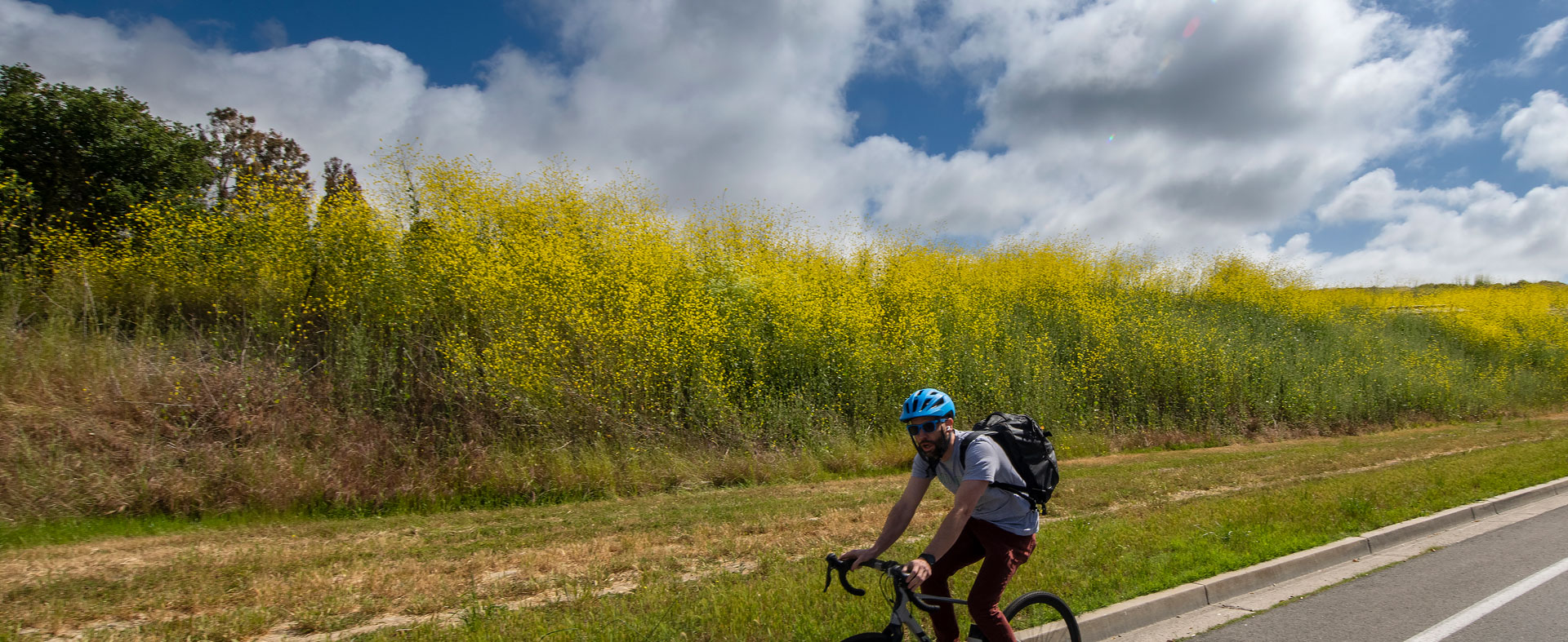 Bicyclist headed down Michael Drake Dr. with yellow poppy flowers