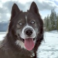Mishka