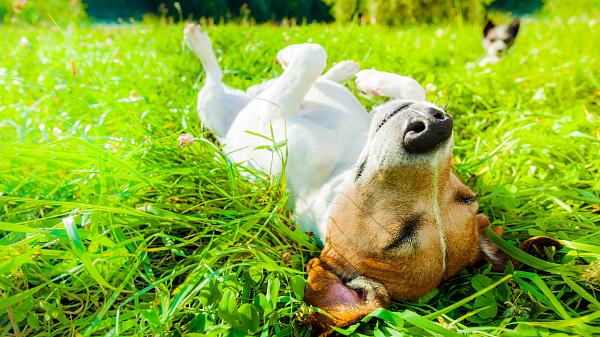 Summer: Dog lying on its back in the grass, enjoying the Sun.