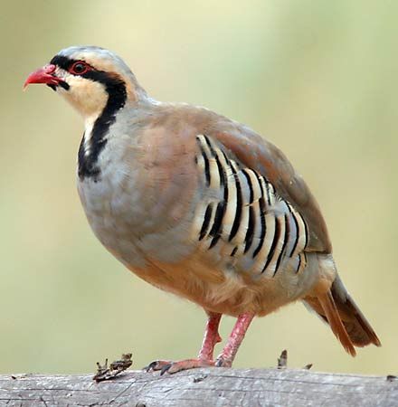 Chukar (Alectoris chukar).