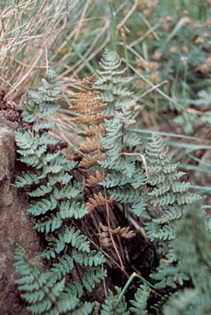 lip fern