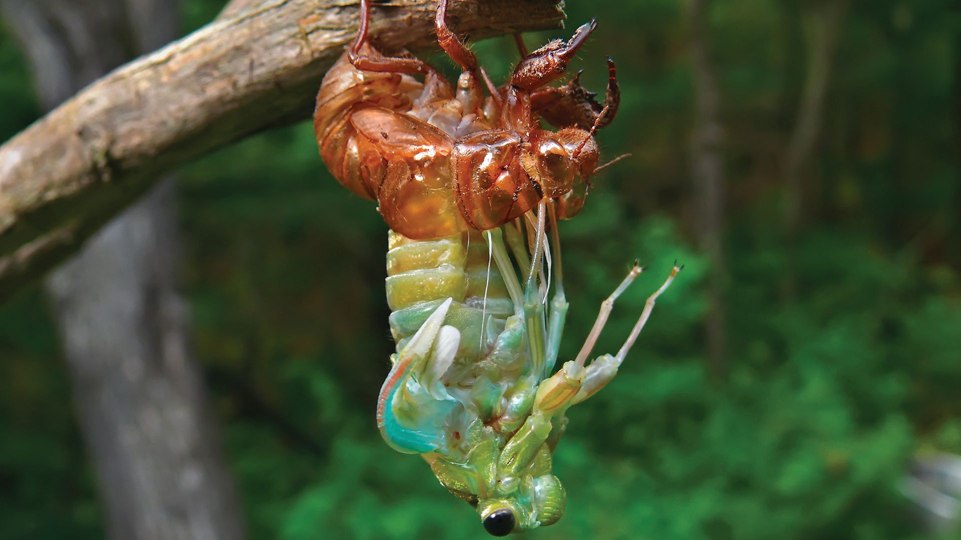 Cicada molting