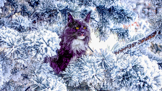 A very nice wild red and white maine coon cat sitting on the pine tree in the winter snowy forest.
