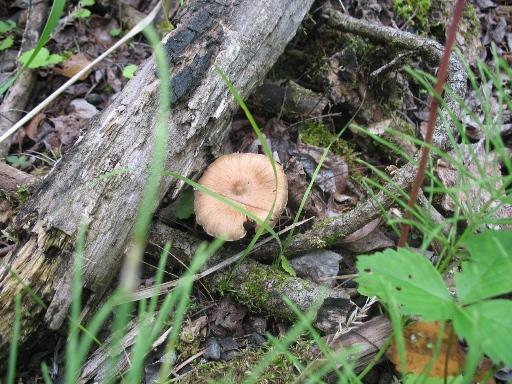Манитоба - лес и поганки. Manitoba - forest toadstool