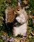 [Squirrel Image]