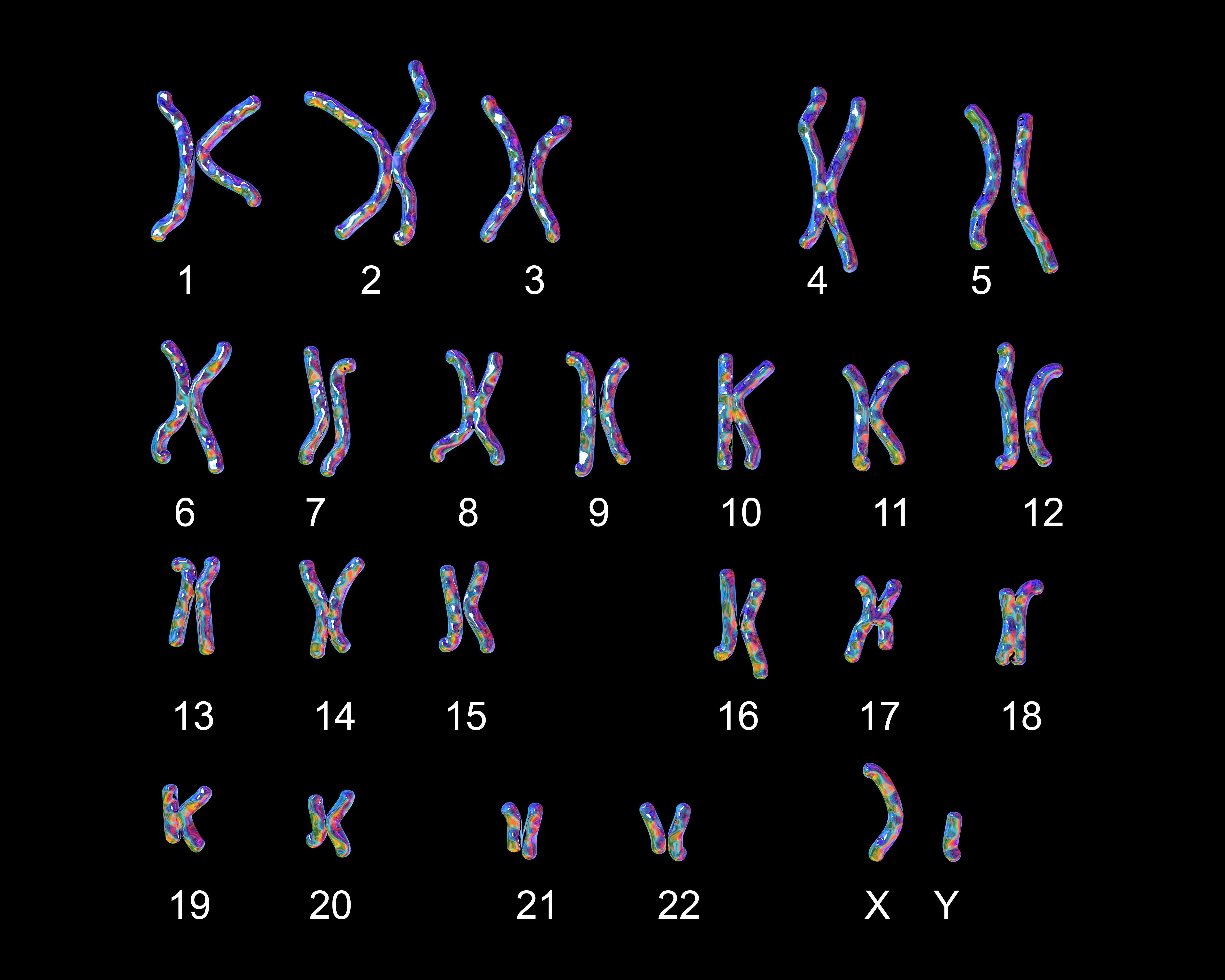 karyotype