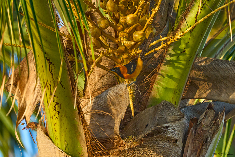 Orange Oriole, Puerto Morelos, QR, MEX