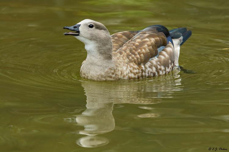Blue-winged Goose