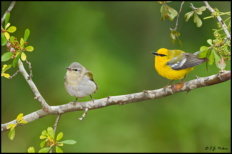 Blue-winged Warbler, Galveston, TX