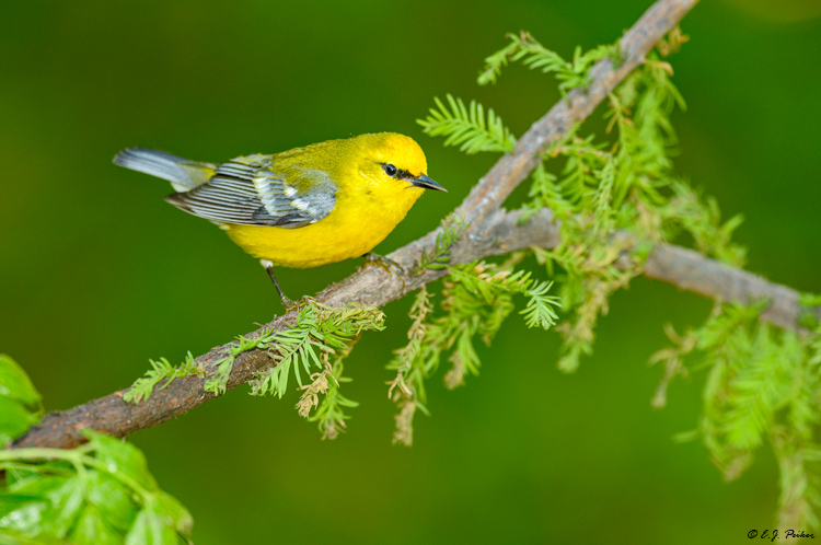 Blue-winged Warbler, Galveston, TX