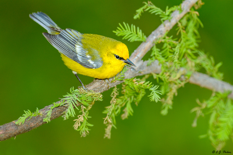 Blue-winged Warbler, Galveston, TX