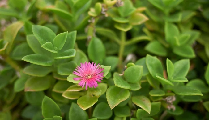 Aptenia (Aptenia cordifolia).