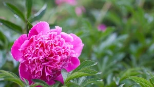 Piwonia lekarska jest piękną ozdobą ogrodów. Posiada też właściwości lecznicze