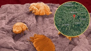 W ośrodku dla cudzoziemców w Kętrzynie występuje epidemia świerzbu