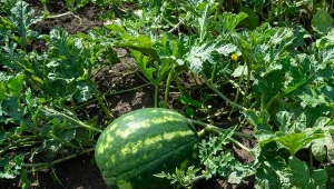 Uprawa arbuza w ogrodzie jest prosta i mało wymagająca