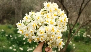 Co zrobić, żeby żonkile długo stały w wazonie?