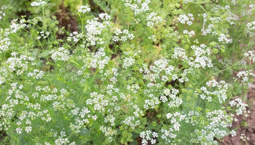 W przemyśle spożywczym nasiona kolendry służą do aromatyzowania pieczywa, wędlin i alkoholi