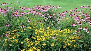 Byliny najprostsze w uprawie, poradzą sobie z nimi początkujący