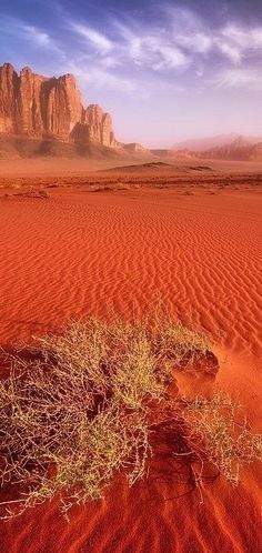the desert has red sand and sparse vegetation