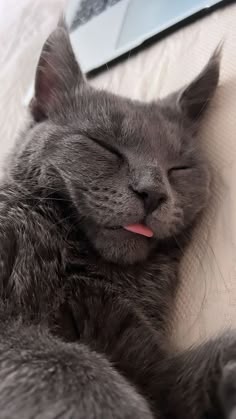 a gray cat sleeping on top of a white blanket
