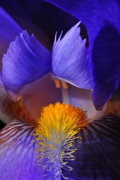 a purple flower with yellow stamens in the center and an orange stamen