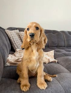 a brown dog sitting on top of a gray couch