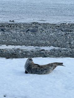 a seal is laying in the snow near some rocks