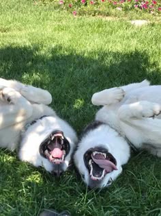 two white and black dogs laying on their back in the grass with their mouths open