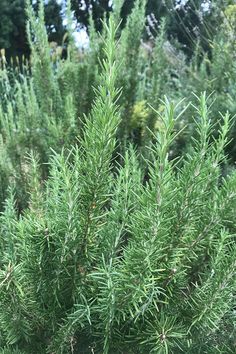 a green bush with lots of small leaves