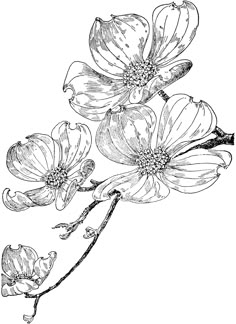 an ink drawing of some flowers on a branch with leaves and buds, vintage line drawing or engraving illustration