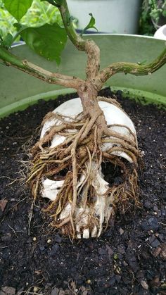 a plant with roots growing out of it's head in a pot filled with dirt
