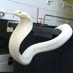 a large white snake hanging from the side of a black box