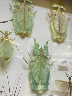 several bugs and moths on display in a glass case with labels for each insect species