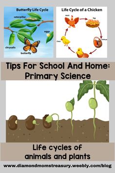 the life cycle of an animal and plant with text that reads tips for school and home primary