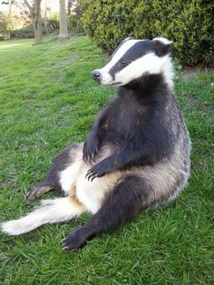 a badger sitting on the grass in front of some bushes