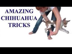 a man holding a dog in his arms with the words amazing chihuahua tricks on it