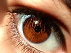 brown eyes! Chestnut Brown Eyes, Cognac Eyes, Chestnut Eyes, Crimson Brown Eyes, Chocolate Brown Eyes, Cognac Brown Eyes, Pair Of Brown Eyes, Vibrant Brown Eyes, Brown Eyes With Gold Ring Around Pupil
