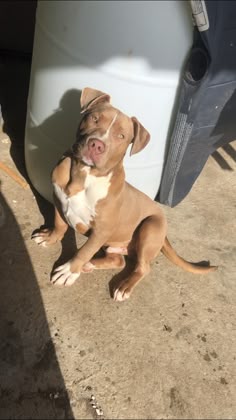 a brown and white dog laying on the ground