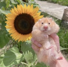 a person holding a small hamster in front of a sunflower