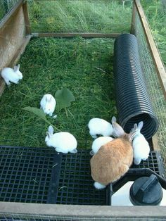 several rabbits in a cage on the grass and one bunny is laying down next to it