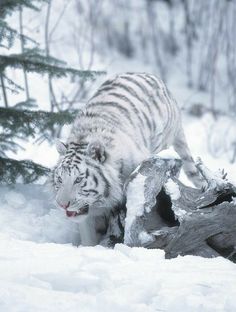 a white tiger walking in the snow near some trees and branches with it's mouth open