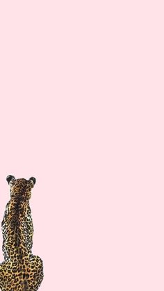 a cheetah standing on its hind legs in front of a pink sky background
