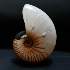 a white and brown shell sitting on top of a black table next to a dark background