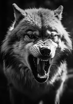 a black and white photo of a wolf with its mouth open