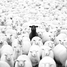 a herd of sheep standing next to each other