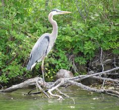 a large bird standing on top of a tree branch in the middle of a river