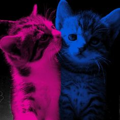 two kittens are standing next to each other in front of a black and pink background