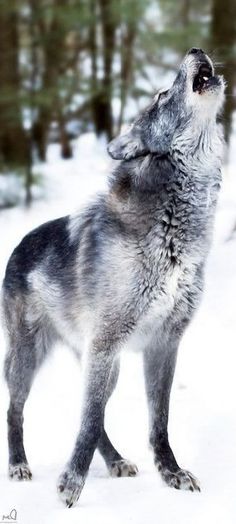 a wolf standing in the snow with its mouth open
