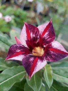 a red and white flower with green leaves