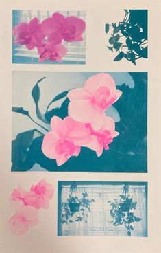pink flowers are shown in four different pictures